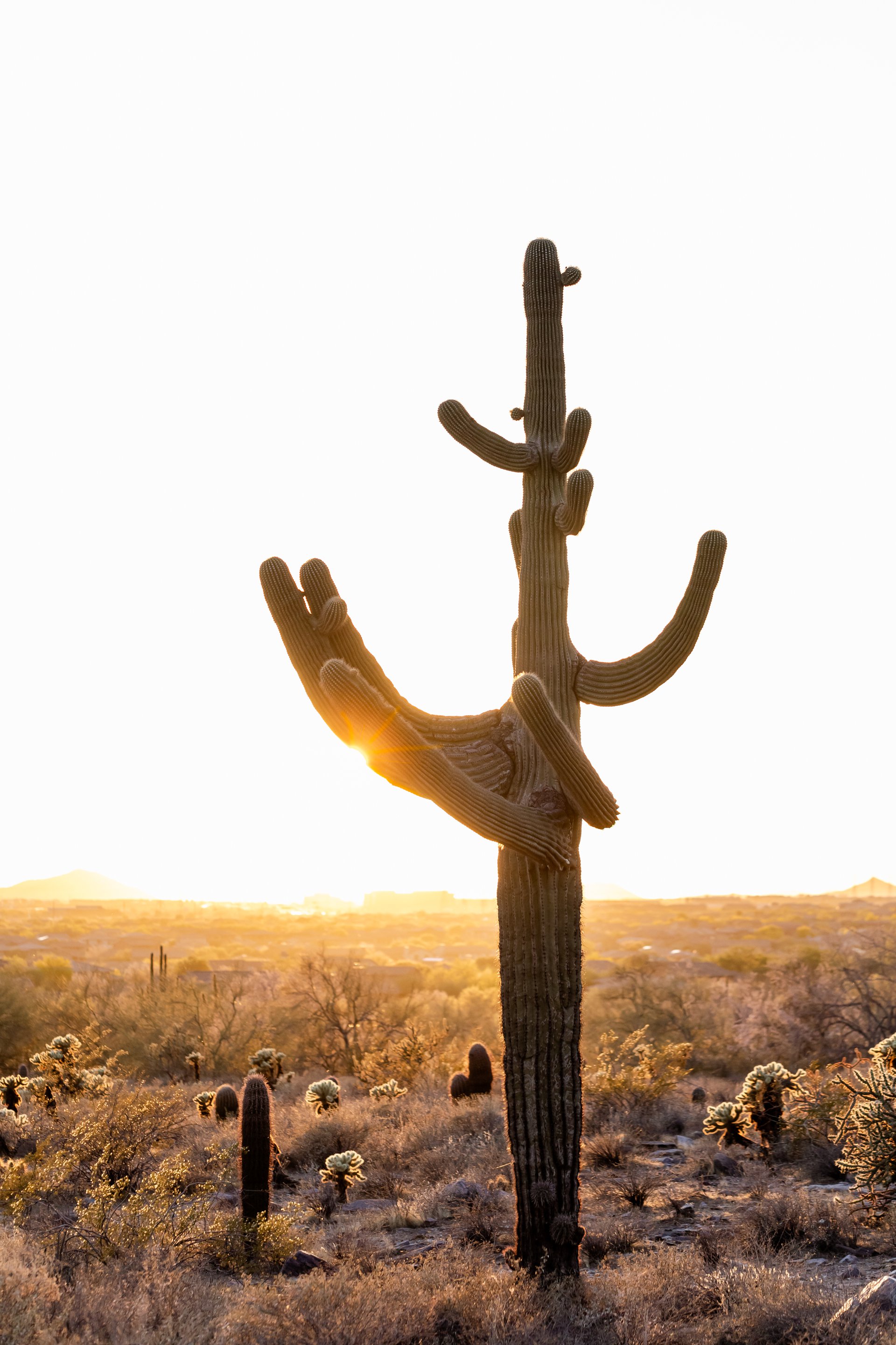 Phoenix-United States-travel-story-Flytographer-55