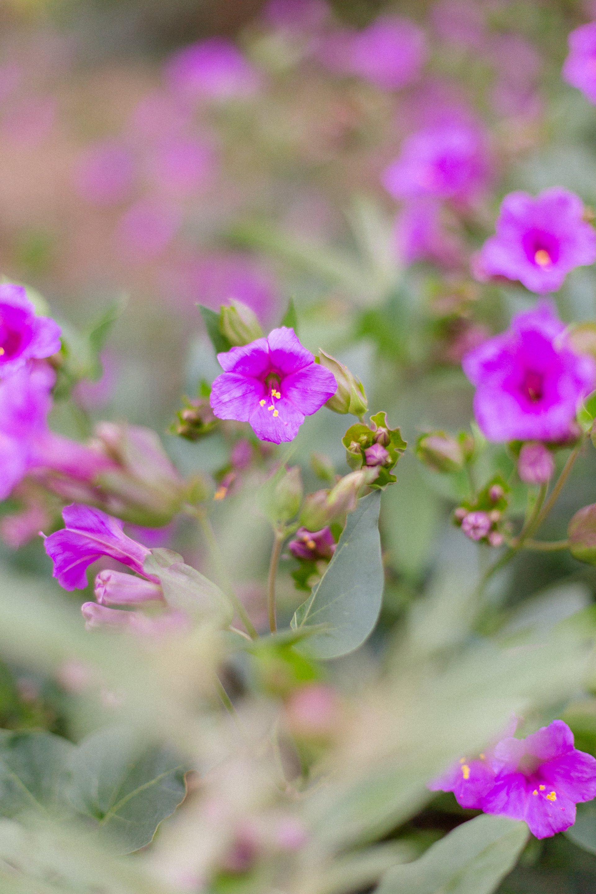 Sedona-United States-travel-story-Flytographer-93