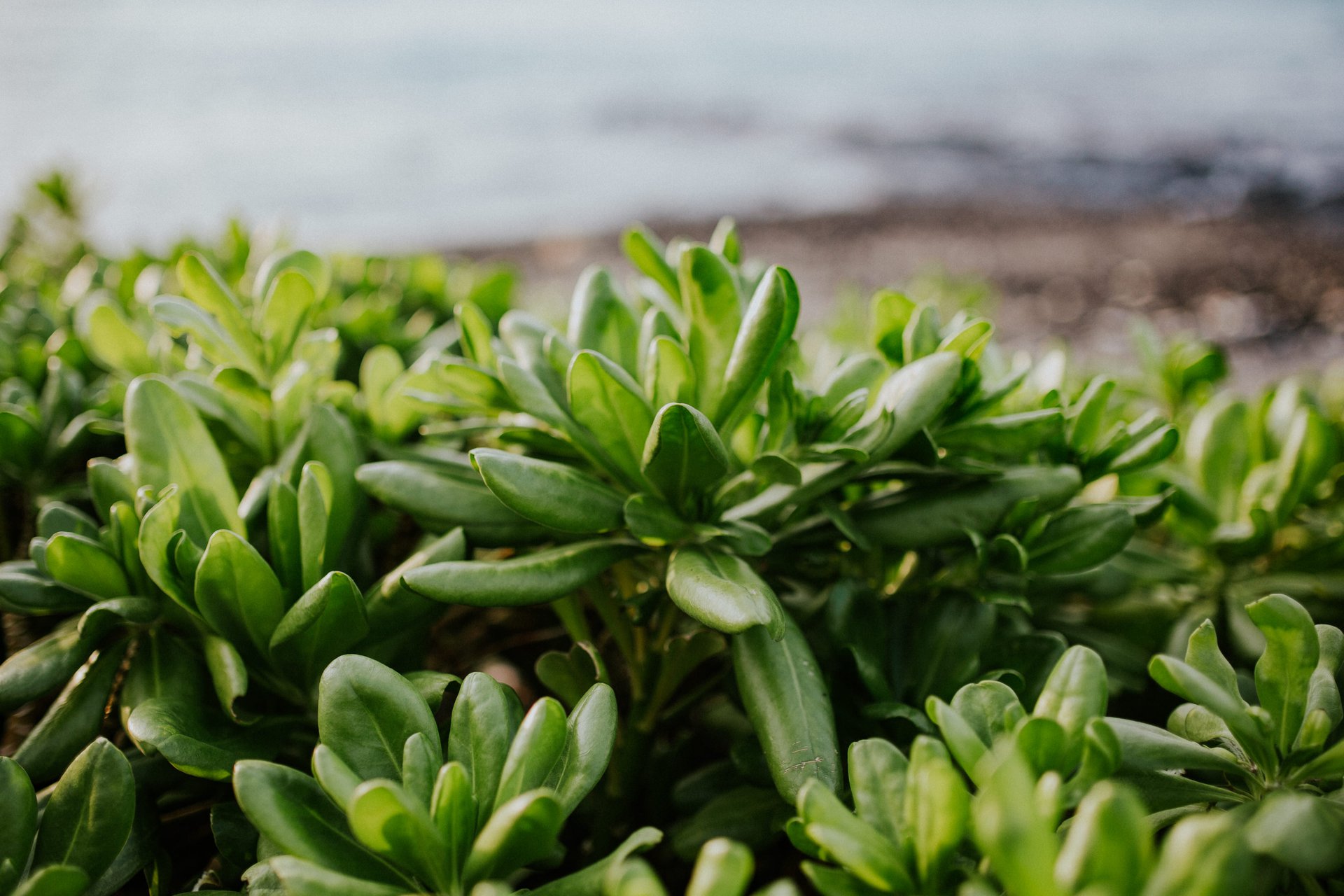 Kona-United States-travel-story-Flytographer-17